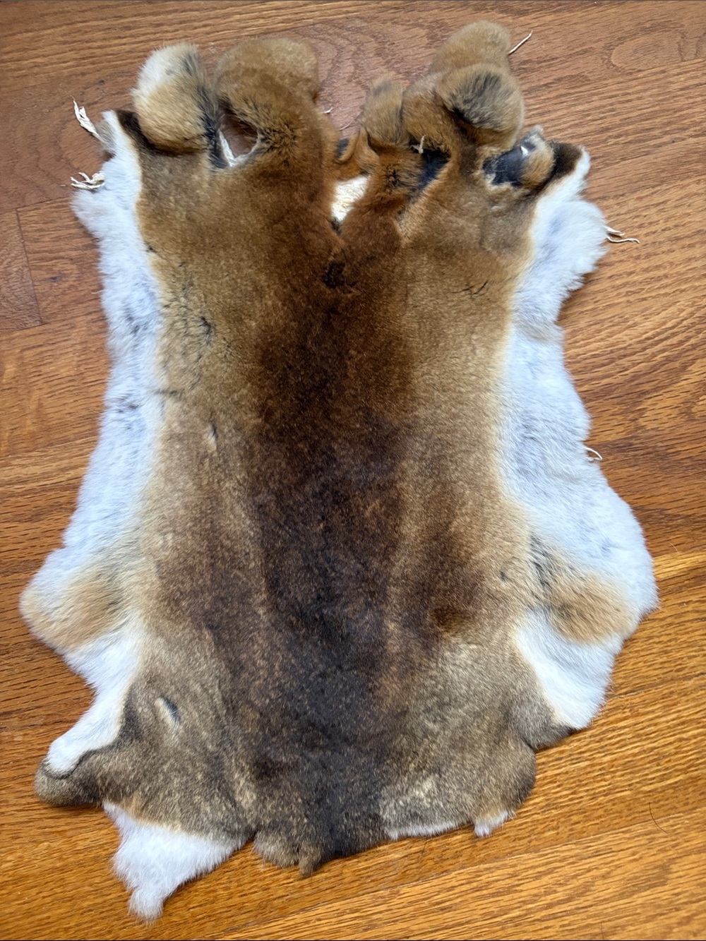 B0257 beaver color Rex rabbit hide